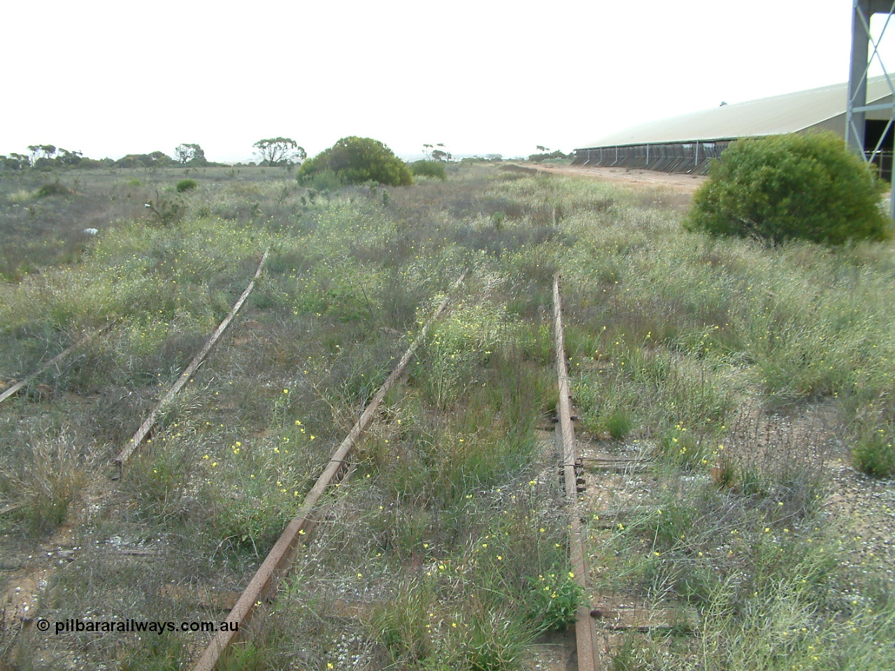 030414 154211
Penong, yard view looking west with the east leg of the triangle visible curving to the left, goods loop curving right to join the 'mainline' which is under the shrub.
