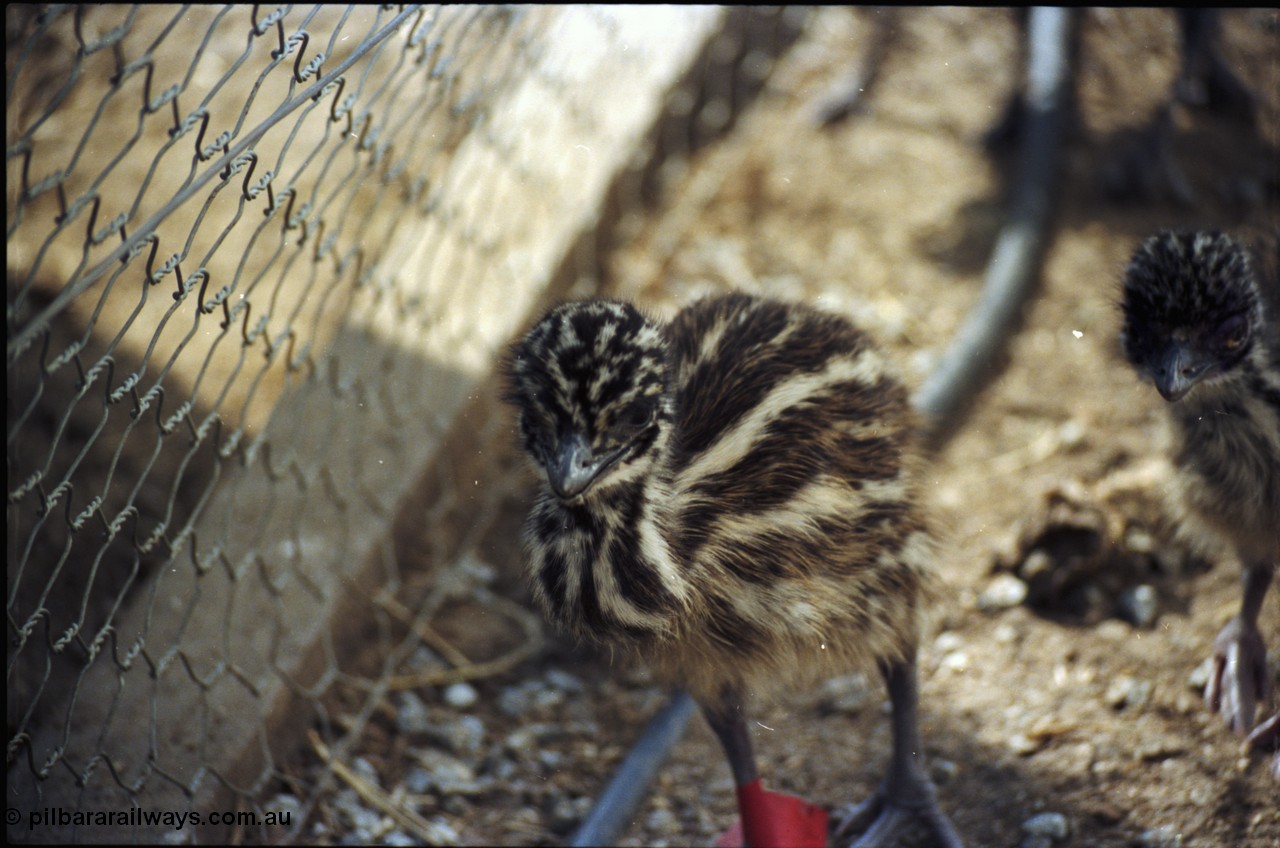 208-1-13
Toodyay, emus at the Free Range Emu Farm.
