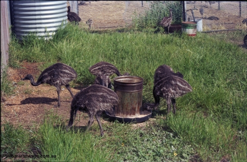 208-1-11
Toodyay, emus at the Free Range Emu Farm.
