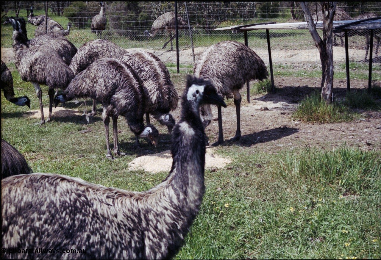 208-2-03
Toodyay, emus at the Free Range Emu Farm.
