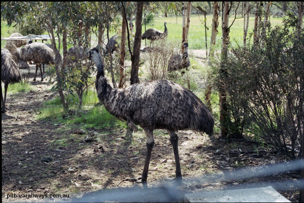 208-2-04
Toodyay, emus at the Free Range Emu Farm.
