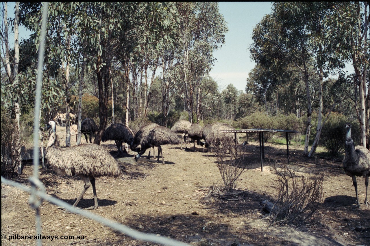 208-2-05
Toodyay, emus at the Free Range Emu Farm.
