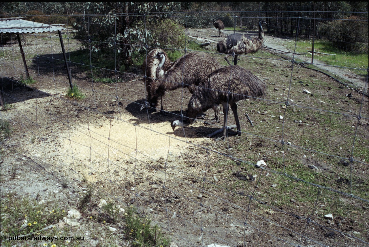 208-2-06
Toodyay, emus at the Free Range Emu Farm.
