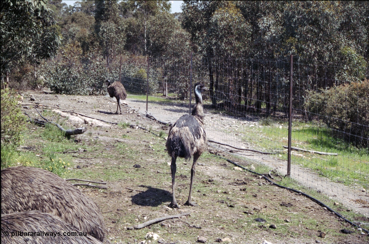 208-2-07
Toodyay, emus at the Free Range Emu Farm.
