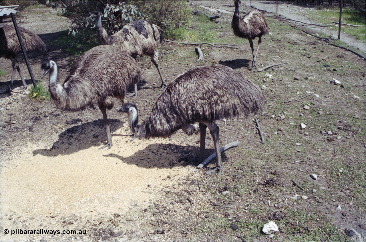 208-2-08
Toodyay, emus at the Free Range Emu Farm.
