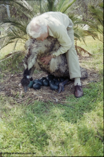208-2-02
Toodyay, emus at the Free Range Emu Farm.
