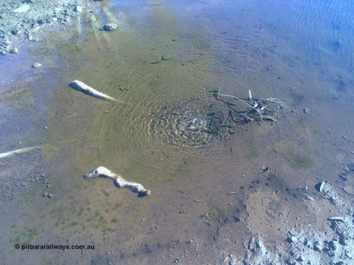 160711 iPh5S 2827
Natural spring or soak just north east of the old Wittenoom pump station bubbling water at the surface. [url=https://goo.gl/maps/e6Td258kJZs2mdZS7]Location is here[/url].
