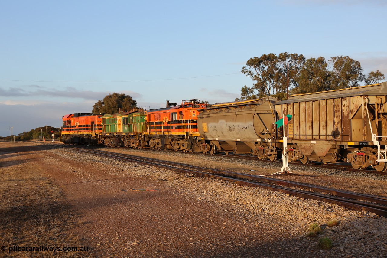 130705 0528
Lock, 1203, 846 and 859 shunt their loading grain train out of the siding onto the mainline. Genesee & Wyoming locomotive AE Goodwin ALCo model DL531 unit 859 'City of Port Lincoln' serial 84705, built in 1963, 859 started life at Peterborough, spent some years in Tasmania and even spent time in Perth on standard gauge in 2002 before being repainted and transferred to the Eyre Peninsula system in 2003. 5th of July 2013.
Keywords: 830-class;859;AE-Goodwin;ALCo;DL531;84137;