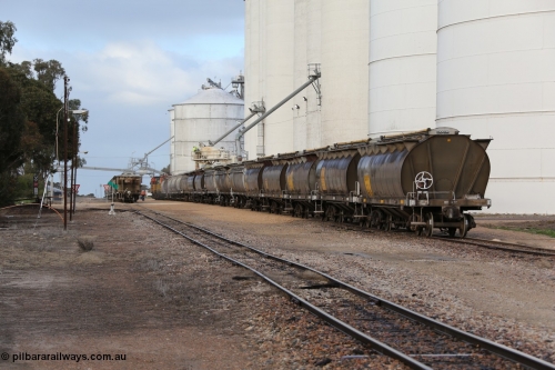 130705 0595
Lock, down end looking up towards Port Lincoln with the four silo blocks on the right, from the furthest, #5, #1, #2 and #3. The horizontal bunker #4 is on the left but obscured by the trees. Loading is continuing on the #1 goods siding while the loaded rake is on the mainline.
