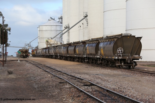 130705 0596
Lock, down end looking up towards Port Lincoln with the four silo blocks on the right, from the furthest, #5, #1, #2 and #3. The horizontal bunker #4 is on the left but obscured by the trees. Loading is continuing on the #1 goods siding while the loaded rake is on the mainline.

