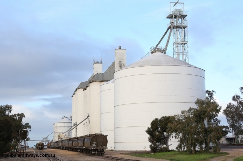 130705 0601
Lock, down end looking up towards Port Lincoln with the four silo blocks on the right, from the furthest, #5, #1, #2 and #3. The horizontal bunker #4 is on the left but obscured by the trees. Loading is continuing on the #1 goods siding while the loaded rake is on the mainline.
